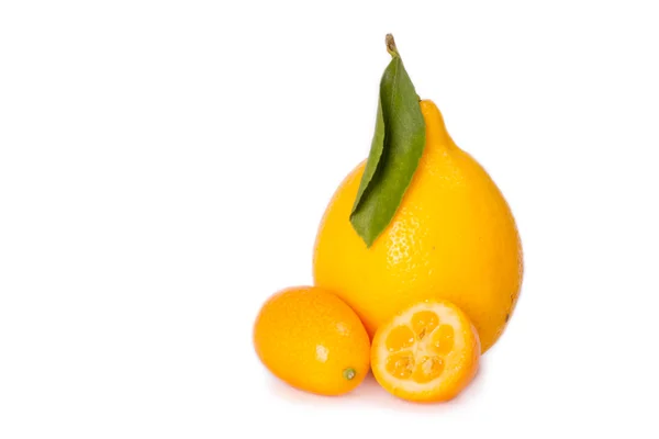 Tashkent lemon and kumquat isolated on white background — Stock Photo, Image