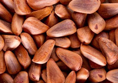 Tahıl Tayga sedir fındık kökenli