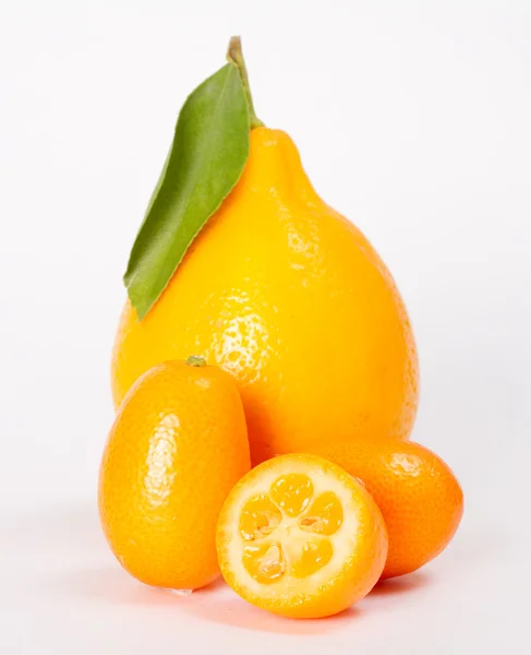 Tachkent citron et kumquat isolés sur fond blanc — Photo