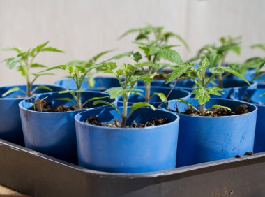 Plastik bardak domates lahanası