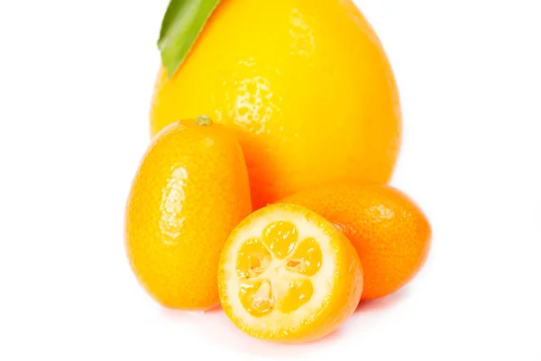 Tachkent citron et kumquat isolés sur fond blanc — Photo