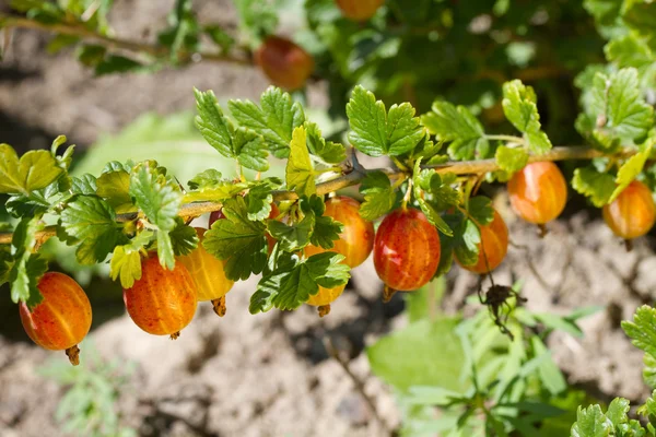 De tak van kruisbes met rijpe bessen — Stockfoto