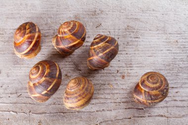 salyangoz yakın çekim