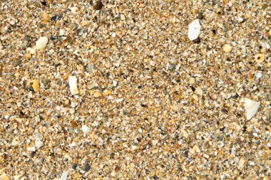 Arka plan ince zemin kabukları ve ıslak kum