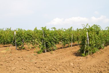 Üzüm çeşitlerinin Riesling satırları