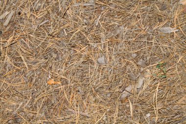 Arka plandan kuru çam iğneleri