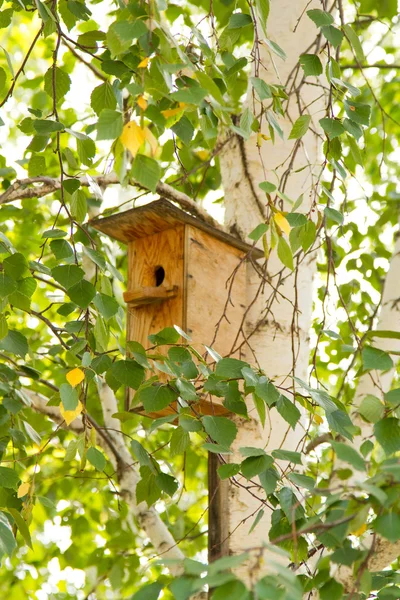 Birdhouse on a birch Stock Photo