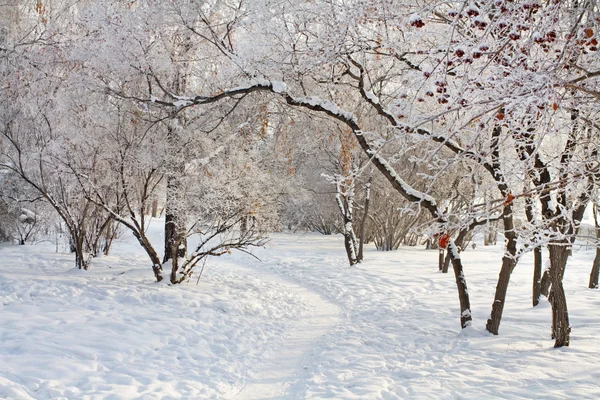 Ścieżki w parku pokrytych śniegiem w zimny dzień — Zdjęcie stockowe