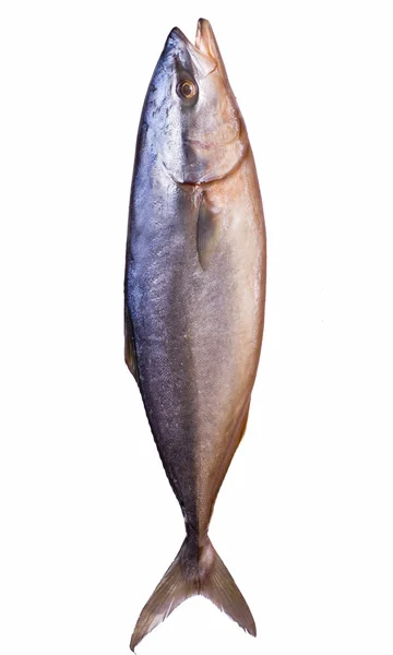 Freshly caught tuna on white background — Stock Photo, Image