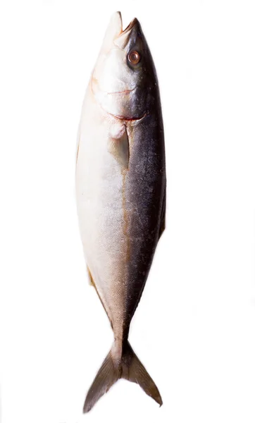 Frisch gefangener Thunfisch — Stockfoto