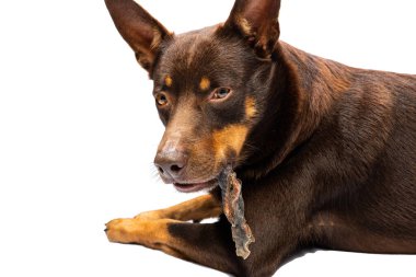 Avustralyalı Kelpie köpeği ağzında kurutulmuş et derisi kabuğu tutuyor.