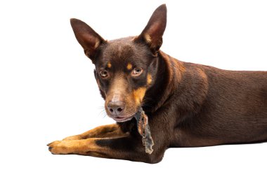 Avustralyalı Kelpie köpeği ağzında kurutulmuş et derisi kabuğu tutuyor.