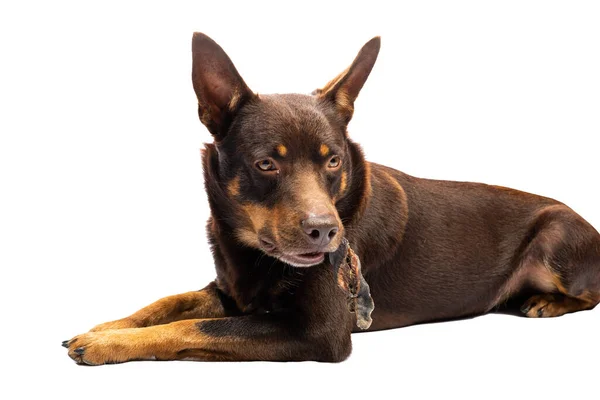 Cane Australiano Kelpie Tiene Una Pelle Manzo Essiccata Trattare Bocca — Foto Stock