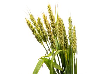 Beyaz zemin üzerinde olgunlaşmamış buğday kulakları izole