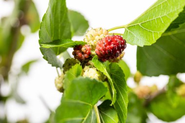 Olgunlaşmamış dut ve yapraklar beyaz arka planda izole