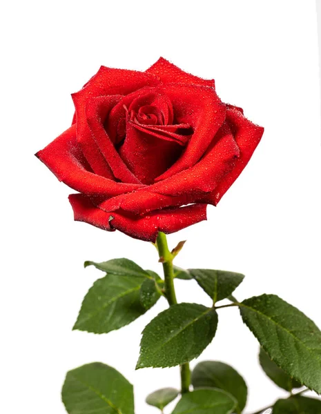 Red Rose Flower Dark Background — Stock Photo, Image