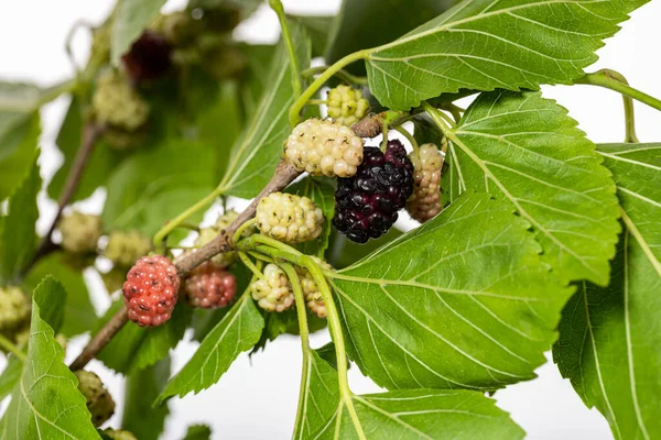 Unripe Mulberry Berries Leaves White Background Isolated — Stock Photo, Image