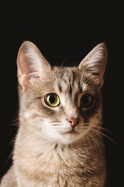 Güzel çizgili, gri, sarı gözlü, arka planda oturan evcil bir kedi. Kedi kafası yakın çekim. Veteriner klinikleri için görüntü, kedilerle ilgili siteler. Seçici odak