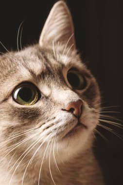 Güzel çizgili, gri, sarı gözlü, arka planda oturan evcil bir kedi. Kedi kafası yakın çekim. Veteriner klinikleri için görüntü, kedilerle ilgili siteler. Seçici odak