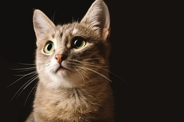 Beautiful Striped Gray Domestic Cat Yellow Eyes Sitting Dark Background — Stock Photo, Image