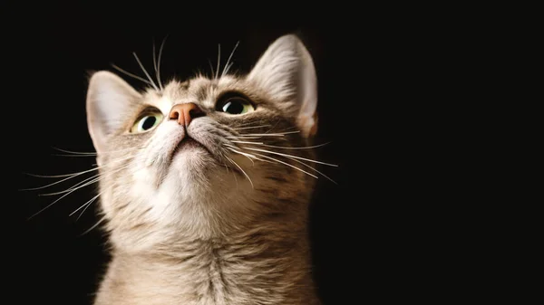 Beautiful Striped Gray Domestic Cat Yellow Eyes Sitting Dark Background — Stock Photo, Image