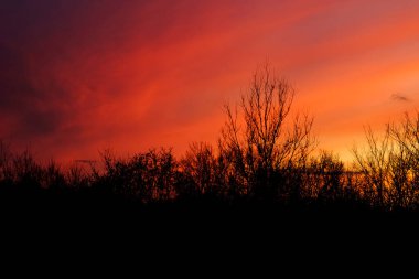 Ağaçların silueti ile doğal gün batımı. Parlak Dramatik Gökyüzü ve Karanlık Yer. Sıcak renkler. Batan güneşe karşı ağaç silueti. Gökyüzünün fotoğrafı. Gökyüzü ile arkaplan