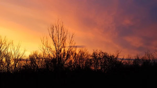 Naturalny Zachód Słońca Drzewami Sylwetka Jasne Dramatyczne Niebo Ciemna Ziemia — Zdjęcie stockowe