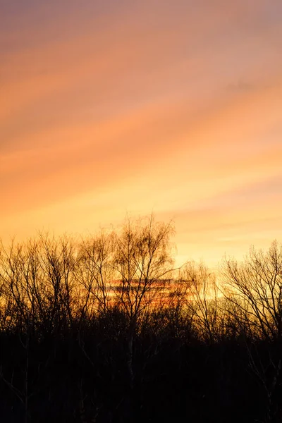 Naturlig Solnedgång Med Träd Siluett Ljusa Dramatiska Himmel Och Mörk — Stockfoto