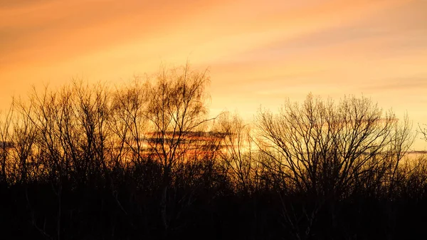 Naturlig Solnedgång Med Träd Siluett Ljusa Dramatiska Himmel Och Mörk — Stockfoto