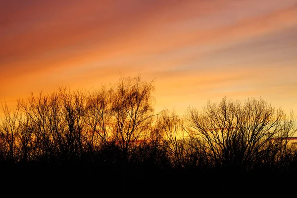 Naturlig Solnedgång Med Träd Siluett Ljusa Dramatiska Himmel Och Mörk — Stockfoto