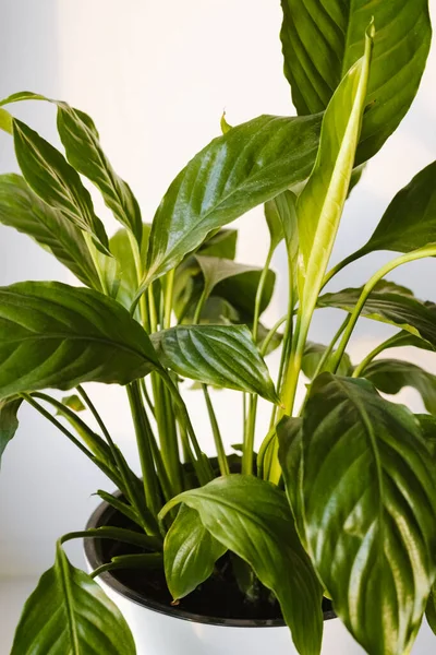 Dedaunan Tertutup Dari Tanaman Spathiphyllum Bunga Spathiphyllum Dalam Pot Putih — Stok Foto