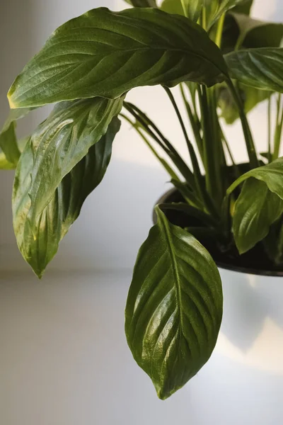 Hojas Cerca Planta Spathiphyllum Spathiphyllum Flor Una Olla Blanca Sobre — Foto de Stock