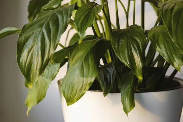 Dedaunan Tertutup Dari Tanaman Spathiphyllum Bunga Spathiphyllum Dalam Pot Putih — Stok Foto