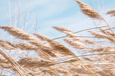Gölde kuru kamış, kamış tabakası, kamış tohumları. Göldeki altın sazlıklar rüzgarda sallanıyor mavi gökyüzüne karşı. Soyut doğal arkaplan. Tarafsız renklerle güzel bir desen. Seçici odak