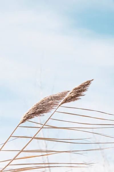 Dry Reed Lake Reed Layer Reed Seeds Golden Reeds Lake — Stock Photo, Image