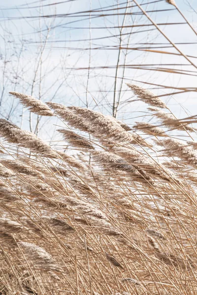 Dry Reed Lake Reed Layer Reed Seeds Golden Reeds Lake — Stock Photo, Image