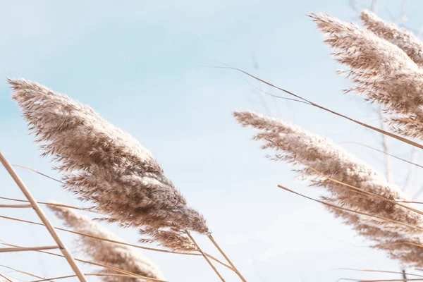 Dry Reed Lake Reed Layer Reed Seeds Golden Reeds Lake — Stock Photo, Image