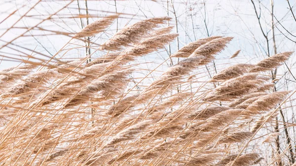 Dry Reed Lake Reed Layer Reed Seeds Golden Reeds Lake — Stock Photo, Image