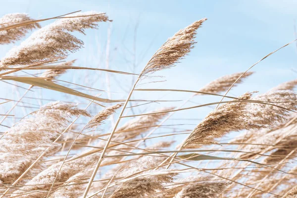 Dry Reed Lake Reed Layer Reed Seeds Golden Reeds Lake — Stock Photo, Image