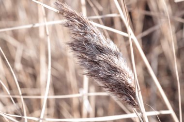 Gölde kuru kamış, kamış tabakası, kamış tohumları. Sonbaharda güneşte altın kamış otu. Soyut doğal arkaplan. Tarafsız renklerle güzel bir desen. Asgari, şık, eğilim konsepti