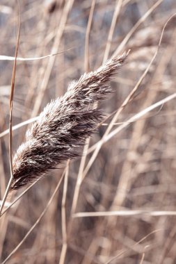 Gölde kuru kamış, kamış tabakası, kamış tohumları. Sonbaharda güneşte altın kamış otu. Soyut doğal arkaplan. Tarafsız renklerle güzel bir desen. Asgari, şık, eğilim konsepti