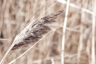 Gölde kuru kamış, kamış tabakası, kamış tohumları. Sonbaharda güneşte altın kamış otu. Soyut doğal arkaplan. Tarafsız renklerle güzel bir desen. Asgari, şık, eğilim konsepti