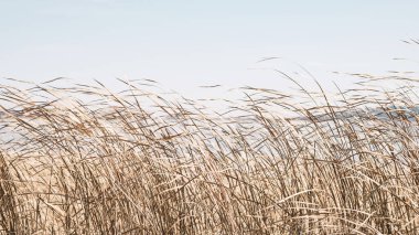 Kuru otlar rüzgarda dalgalanır. Gölün ya da nehrin yanında. Sonbaharda güneşte altın sazlar. Soyut doğal arkaplan. Doğal Bej veya Set Sail Şampanya Arkaplanı