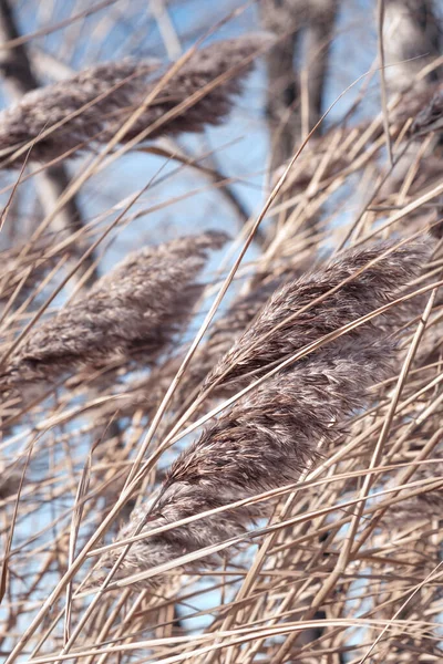 Reed Seco Lago Camada Cana Sementes Cana Reed Grama Dourada — Fotografia de Stock