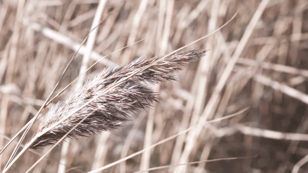 Dry Reed Lake Reed Layer Reed Seeds Golden Reed Grass — Stock Photo, Image