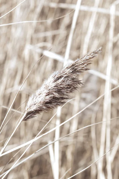 Dry Reed Lake Reed Layer Reed Seeds Golden Reed Grass — Stock Photo, Image