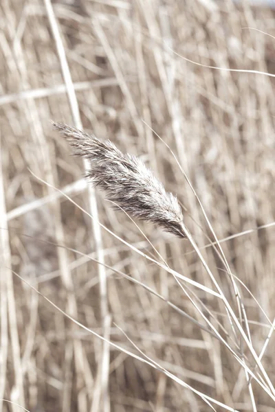 Dry Reed Lake Reed Layer Reed Seeds Golden Reed Grass — Stock Photo, Image