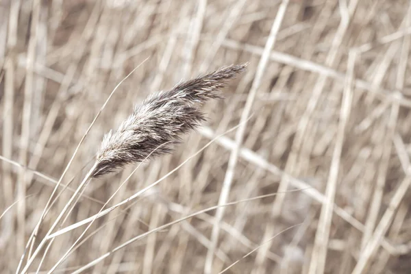 Dry Sedge Grass Flutters Wind Next Lake River Golden Sedge — Stock Photo, Image