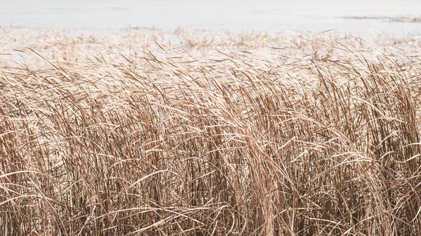 Suchá Hrbolatá Tráva Třepotá Větru Vedle Jezera Nebo Řeky Zlatá — Stock fotografie