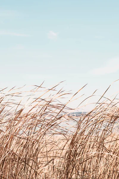 Dry Sedge Grass Flutters Wind Next Lake River Golden Sedge — Stock Photo, Image